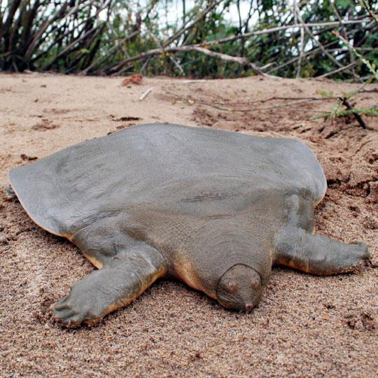 tartaruga guscio molle gigante di Cantor Tartaruga asiatica gigante