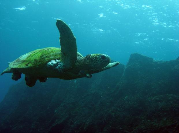 Tartaruga marina gigante vita media Tartaruga gigante di mare verde