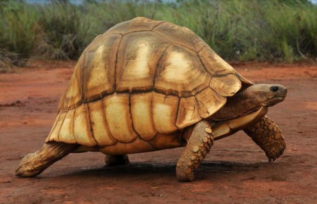 Tartaruga gigante terrestre del Madagascar Tartaruga gigante