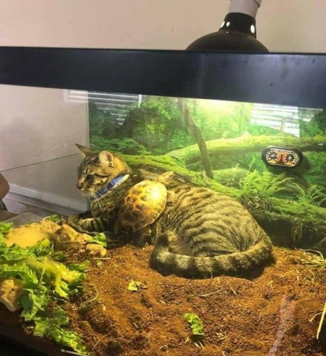 Amici per sempre Gatto e tartaruga terrestre