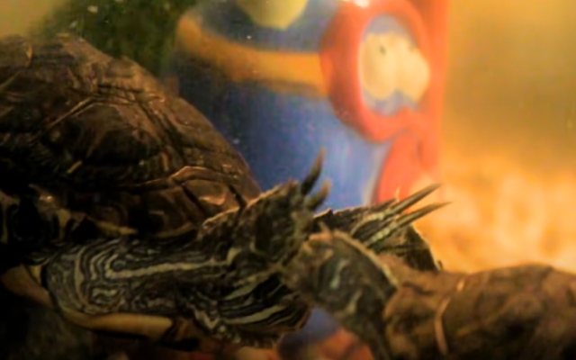 Tartaruga fa vibrare zampe davanti