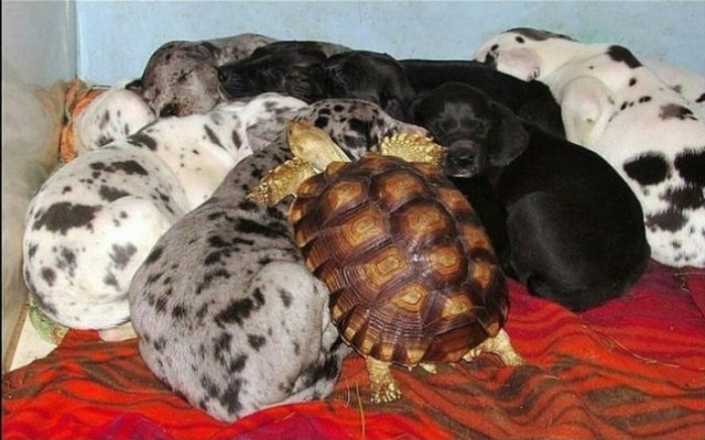 Tartaruga terrestre abbraccia cuccioli di cane