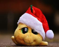 Tarta Natale 2023 con Ruga