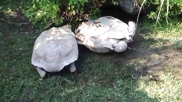 Tartaruga ribaltata cosa fare Tartaruga rovesciata d'acqua