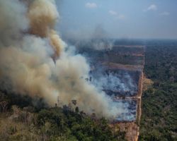 Amazzonia in fiamme