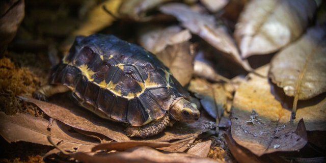 Esemplare di Kinixys belliana testuggine di Bell allo Smithsonian’s National Zoo