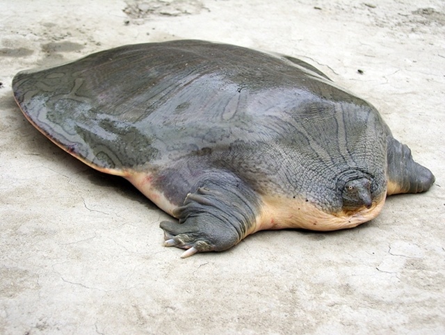 Esemplare di Chitra indica Chitra indica uova salvate in Nepal