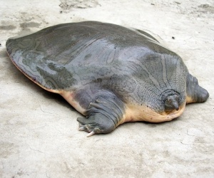 Chitra indica uova salvate Nepal