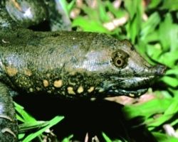 Scoperta Tartaruga Pelodiscus variegatus