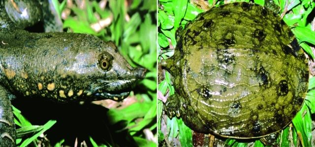 Pelodiscus variegatus scoperta in Cina