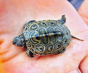 Malaclemys terrapin allevarla in cattività