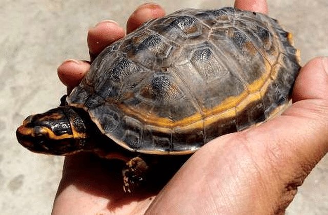 tartaruga Hardella thurjii TSA simula la diapausa artificiale