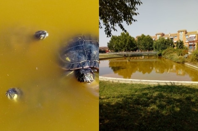 Alessandria, tartarughe acquatiche quartiere Cristo Villaggio Fotovoltaico tartarughe del laghetto