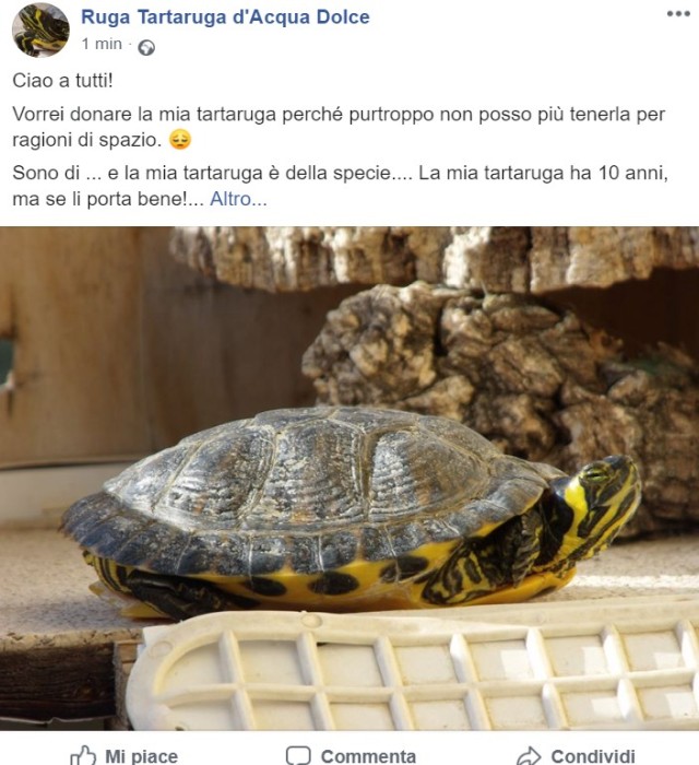 Post Facebook donare tartaruga