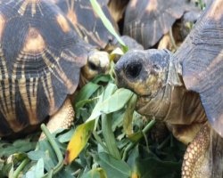 Video Astrochelys radiata