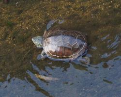 Mauremys reevesii