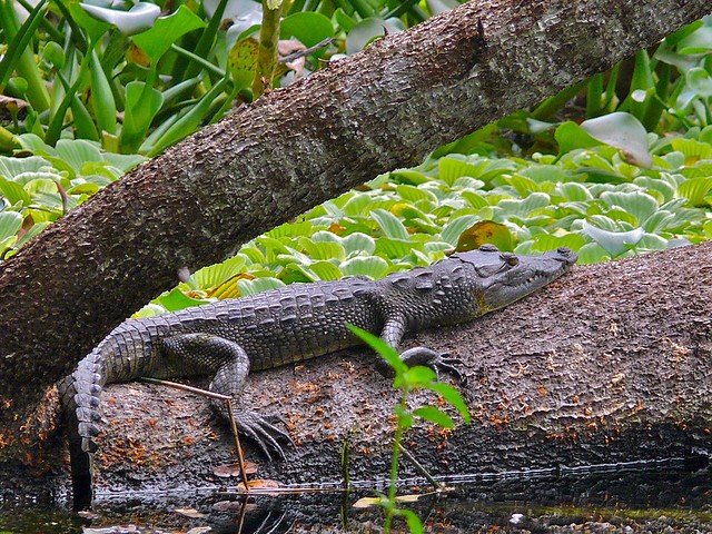 Coccodrillo messicano Inchiesta in Messico traffico Tartarughe e Coccodrilli