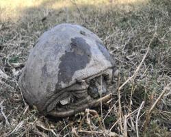 Tartarughe d'acqua Indù