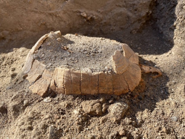 Tartaruga di terra con uovo agli Scavi di Pompei