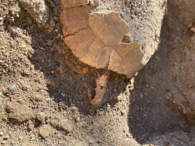 Testuggine Pompei Tartaruga di terra con uovo agli Scavi di Pompei