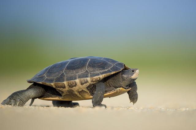 Tartaruga acquatica Siccità e Tartarughe