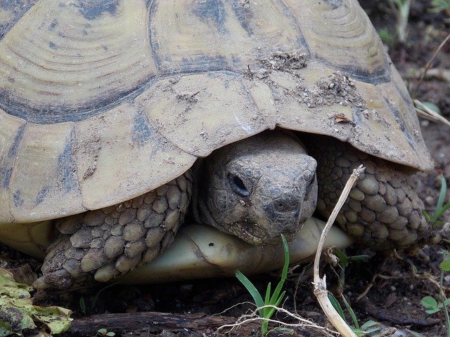 Tartaruga Testudo marginata da dissequestrare