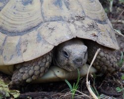 Tartaruga da dissequestrare in letargo