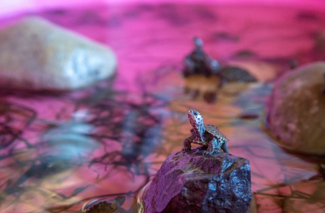 Tartarughe dal dorso di diamante Long Beach Island