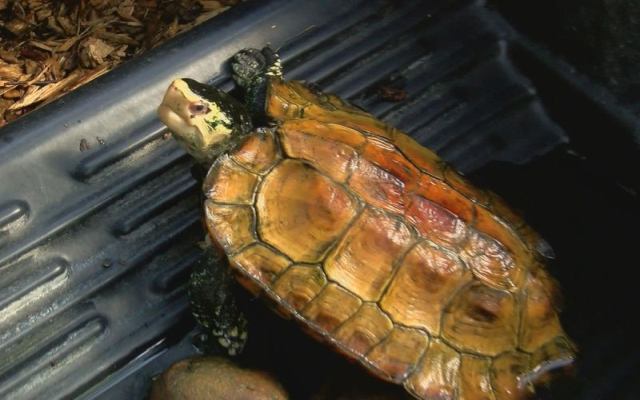 Aiuto alla tartaruga del Sulawesi Zoo Riverbanks e Sulawesi Forest Turtle