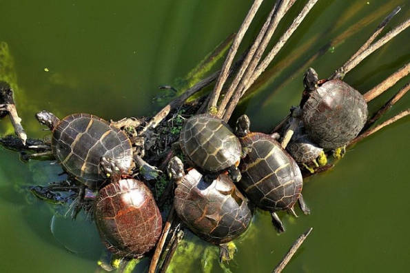 Tartarughe acquatiche in natura