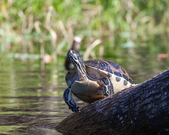 Esemplare di tartaruga acquatica
