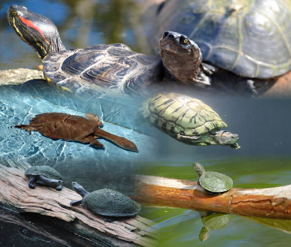 Foto specie tartarughe dulcacquicole