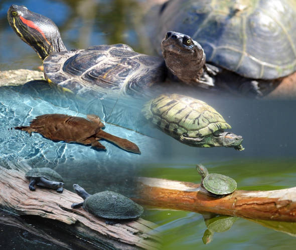 Quali sono le specie di tartarughe acquatiche Foto specie tartarughe dulcacquicole