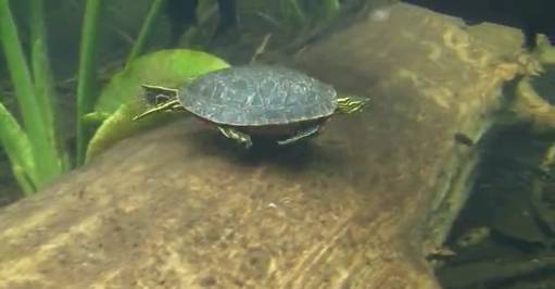 Trachemys nel lago