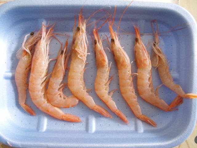 Gamberetti per tartaruga