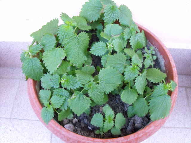 Ortica coltivata in vaso
