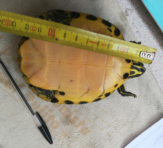 Misurazione della tartaruga con flessometro Come Misurare la tartaruga