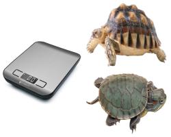Misurare tartarughe