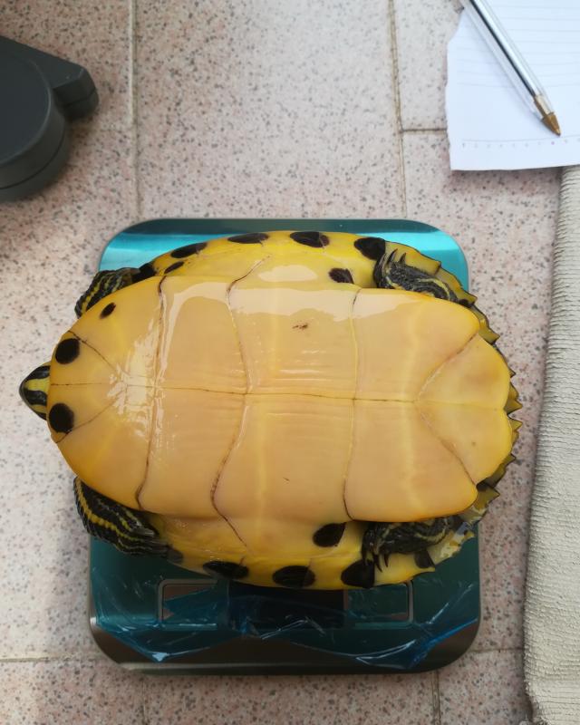 Come pesare la tartaruga