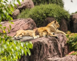 Association of Zoos & Aquariums