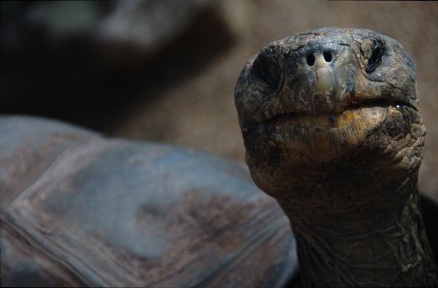 Tartaruga terrestre Chelonian Research Foundation