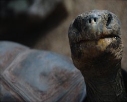 Chelonian Research Foundation