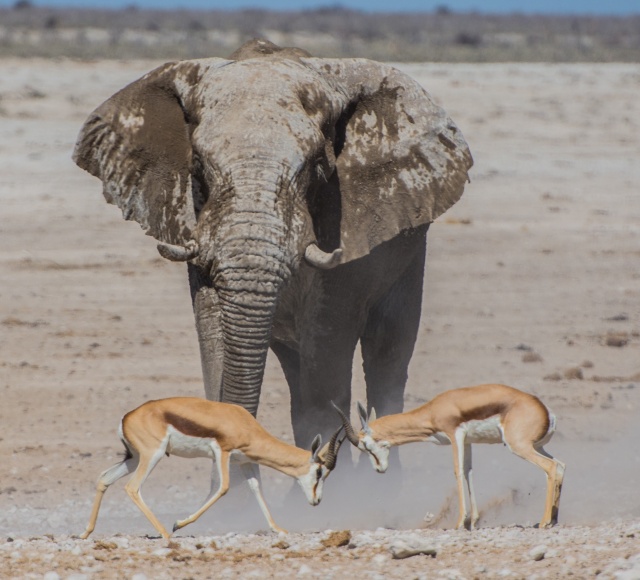 Elefante assiste alla lotta nella savana Lista Rossa IUCN