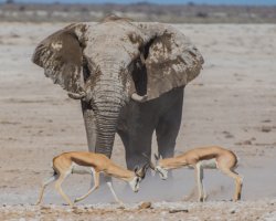 Lista Rossa IUCN italiana