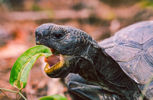 Tartaruga di terra mangia foglia Turtle Conservancy