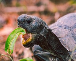 Turtle Conservancy