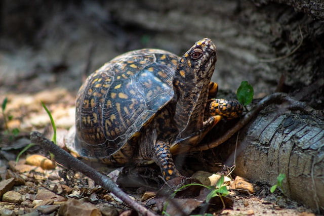 Tartaruga nel bosco Come donare al Turtle Survival Alliance