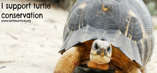 Foto di tartaruga terrestre Turtle Survival Alliance