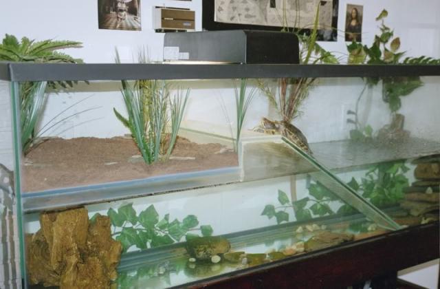 Acquario adattato a tartarughiera Come trasformare un acquario in tartarughiera