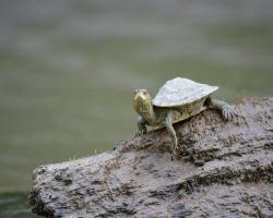 Corredo baby tartarughe